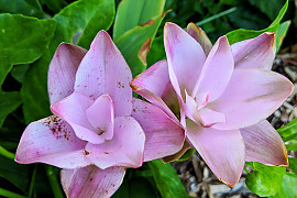 쿠르쿠마 - Curcuma zedoaria (Christm.) Roscoe