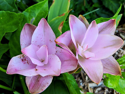 쿠르쿠마 사진 - Curcuma zedoaria (Christm.) Roscoe Photos