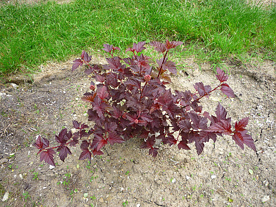 자엽국수나무 사진 - Physocarpus opulifolius Photos
