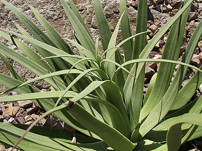 아가베 브락테오사 사진 - Agave bracteosa Photos