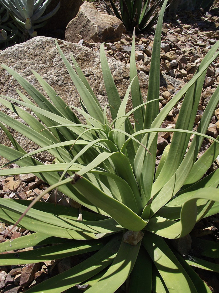 아가베 브락테오사 - Agave bracteosa