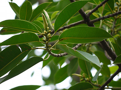 데코라고무나무 사진 - Ficus elastica var. decora Photos