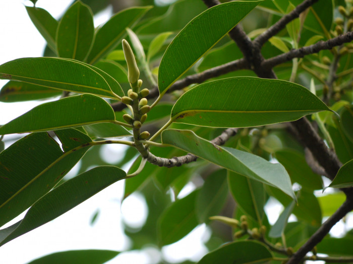 데코라고무나무 - Decora Rubber plant, Wideleaf Rubber plant, Ficus elastica var. decora
