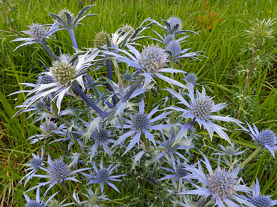 에린지움 사진 - Eryngium planum Photos