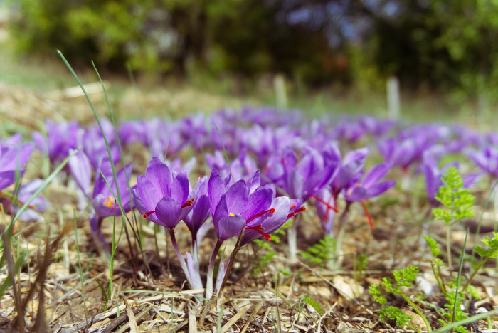 샤프란 - Saffron crocus, autumn crocus, Crocus sativus L.