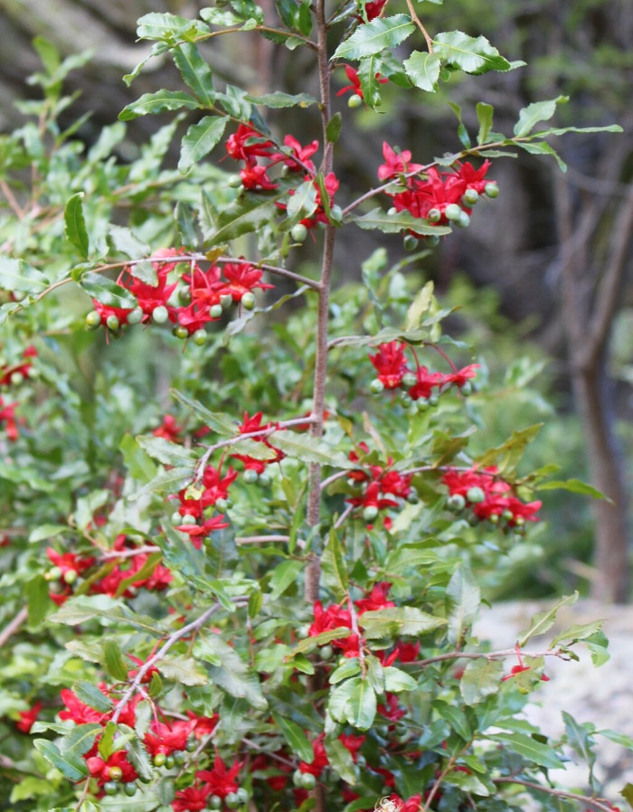 미키마우스트리 - Mickey Mouse bush, Small-leaved plane, Carnival bush, Ochna serrulata