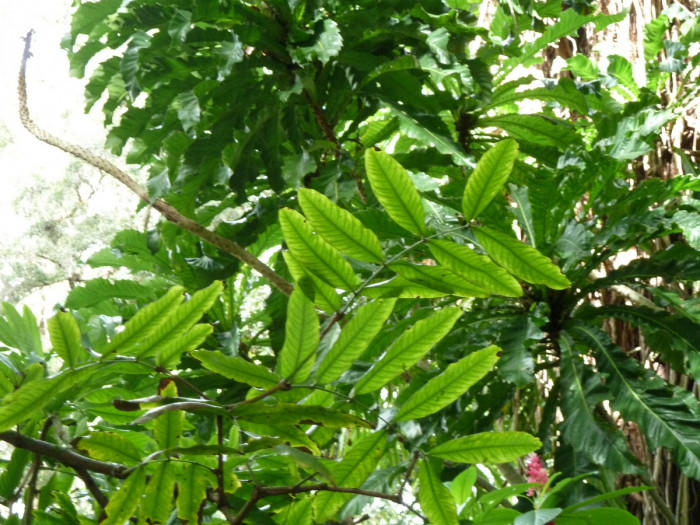아소카나무 - Ashok, Asoka-tree, Saraca indica L.