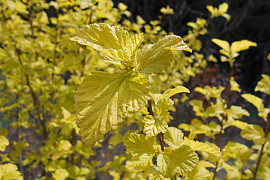 엔젤골드 - Physocarpus opulifolius 'Angel Gold'