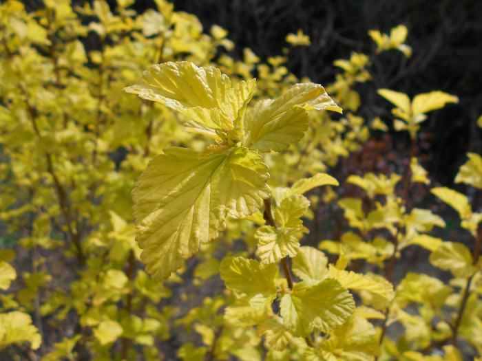 엔젤골드 - Angel Gold, Physocarpus opulifolius 
