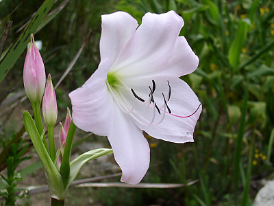 아프리카문주란 사진 - Crinum moorei Hook.f. Photos