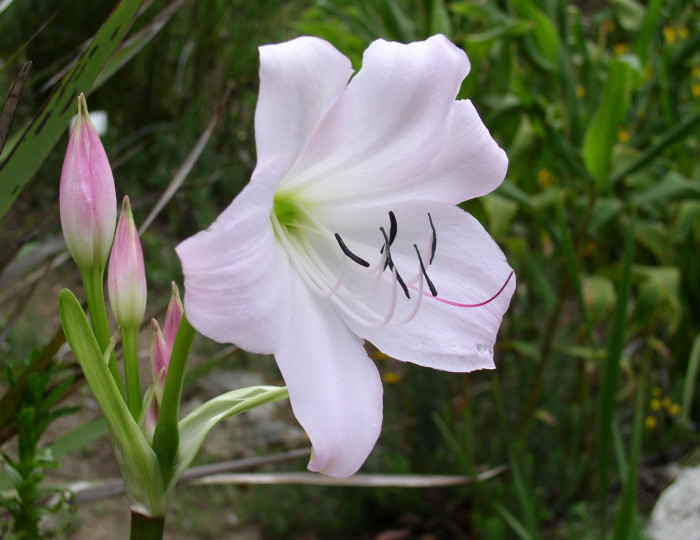 아프리카문주란 - Crinum moorei Hook.f.