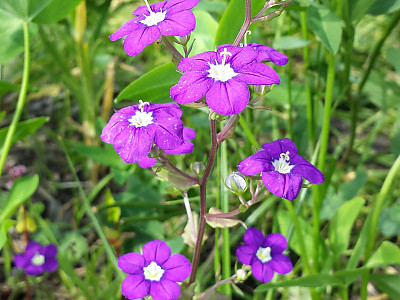 레고시아 사진 - Legousia speculum-veneris L. Photos
