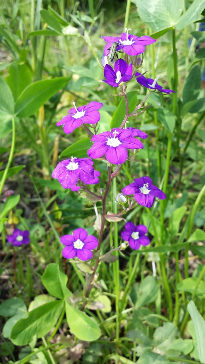 레고시아 - Legousia speculum-veneris L.