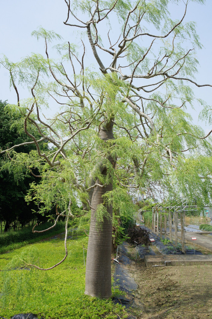 모링가 드루하디 - bottle tree, Moringa drouhardii