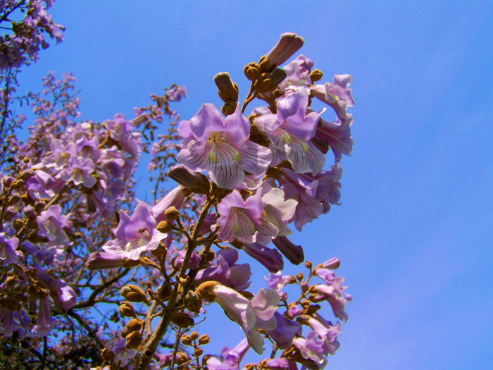 참오동나무 - Princess tree, Empress tree, Foxglove-tree, Paulownia tomentosa (Thunb.) Steud.