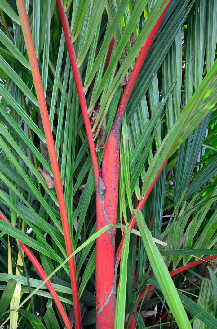 립스틱야자 - lipstick palm, red sealing wax palm, Cyrtostachys renda