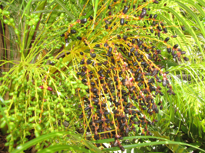 피닉스야자 - Miniature Date Palm, Pygmy Date Palm, Dwarf Date Palm, Phoenix roebelenii O
