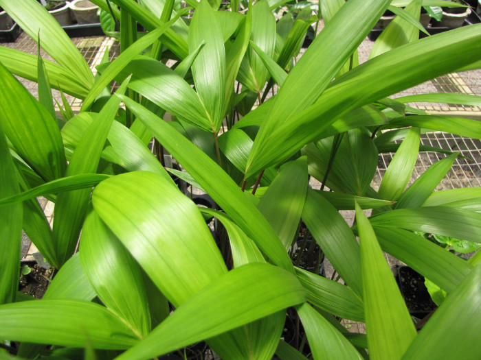 아카이야자 - Acai Palm, Açaí palm, Assai palm, Euterpe oleracea