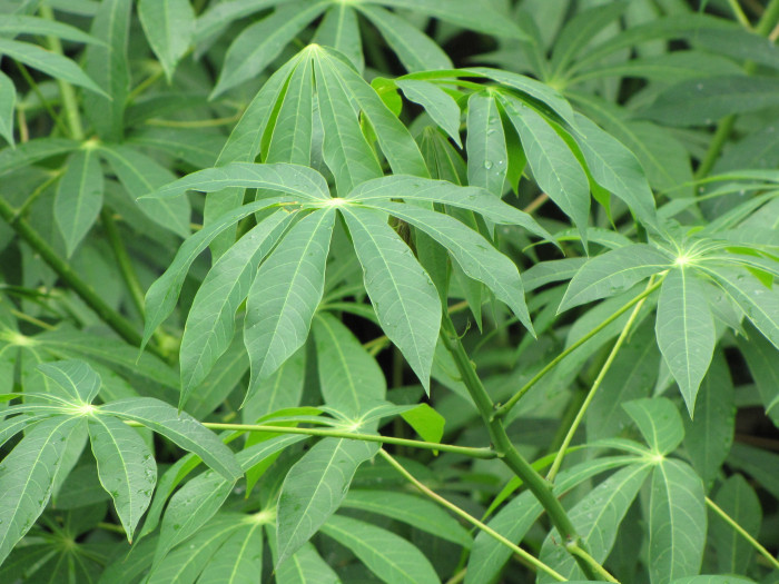 카사바 - Cassava, Manihot esculenta
