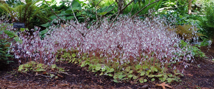 바위취 - Saxifraga stolonifera Meerb.