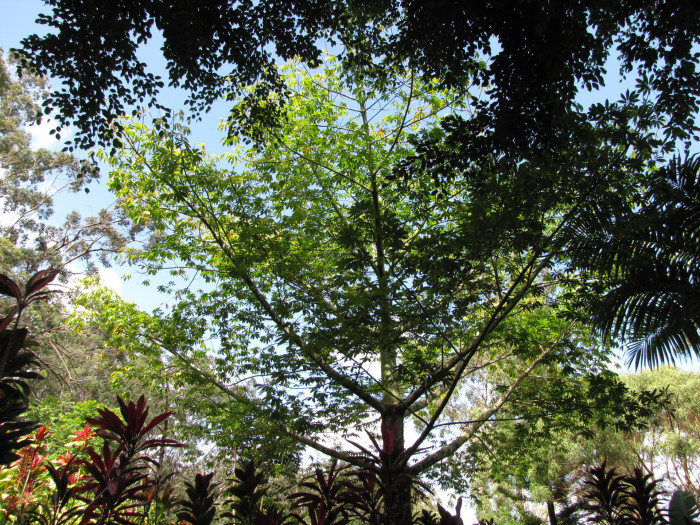 세이보나무 - Kapok, Ceiba. Java cotton, Java kapok, silk-cotton, Ceiba pentandra ( L. ) Gaertn.