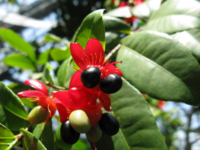 미키마우스트리 - Mickey Mouse bush, Small-leaved plane, Carnival bush, Ochna serrulata
