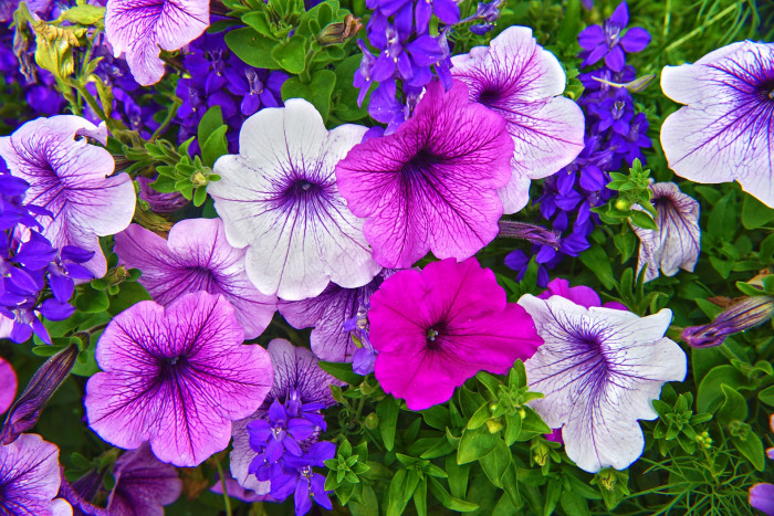 페튜니아 - Common Garden Petunia, Petunia hybrida