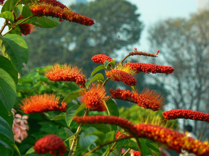 원숭이털덩굴 - Monkey Brush Vine, Combretum aubletii 