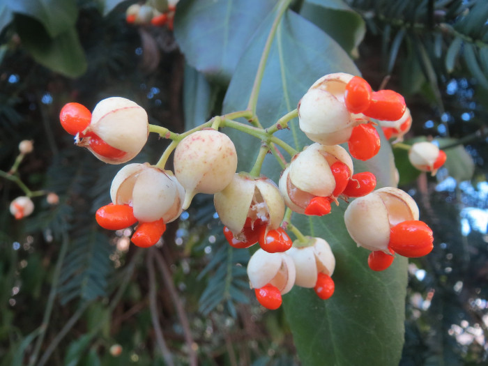 사철나무 - Japanese Spindle, Euonymus japonicus Thunb.