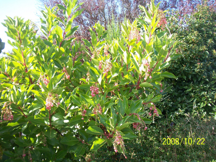 딸기나무 - Strawberry Tree, Arbutus unedo