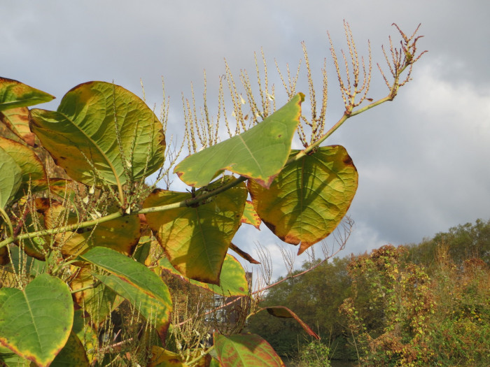 호장근 - Fallopia japonica (Houtt.) RonseDecr.