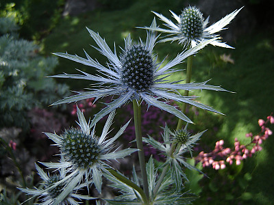 에린지움 사진 - Eryngium planum Photos