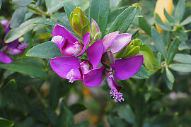 폴리갈라 미르티폴리아 - Polygala myrtifolia L.