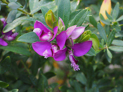 폴리갈라 미르티폴리아 사진 - Polygala myrtifolia L. Photos