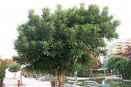 좀굴거리나무 - Daphniphyllum teijsmanni Zoll. ex Kurz