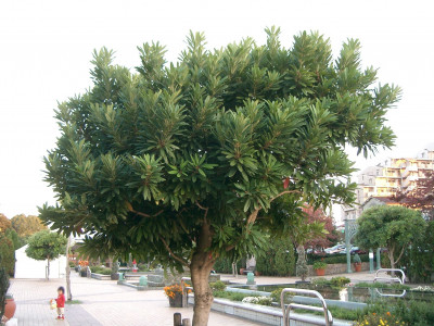 좀굴거리나무 사진 - Daphniphyllum teijsmanni Zoll. ex Kurz Photos