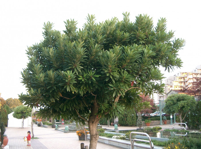 좀굴거리나무 - Daphniphyllum teijsmanni Zoll. ex Kurz