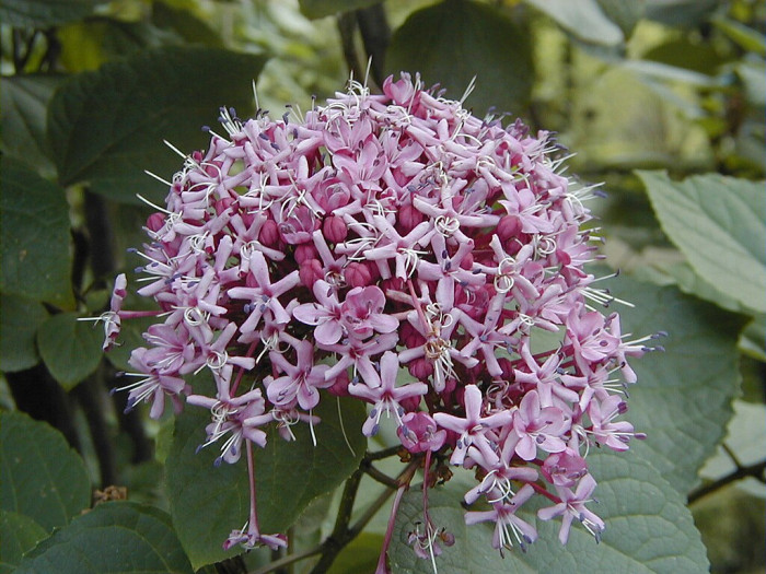 꽃누리장 - Rose glory bower, Kashmir bouquet, Mexican hydrangea, Cashmir bouquet, Clerodendrum bungei