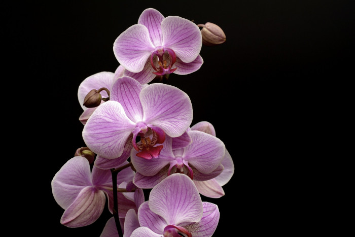 호접란 - Moth orchids, phalaenopsis
