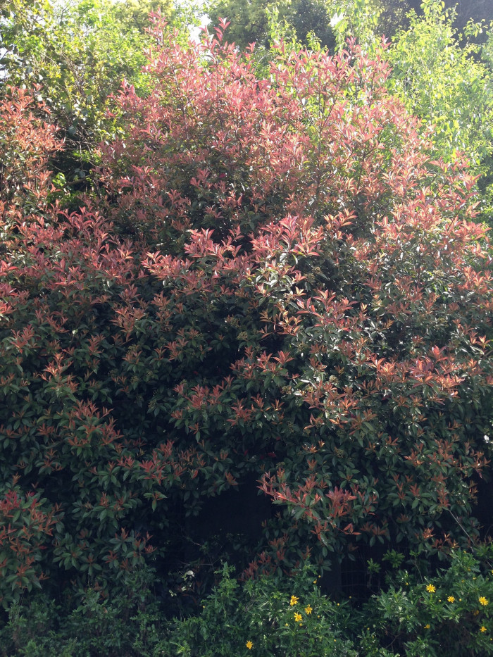 홍가시나무 - Red Robin, Photinia glabra (Thunb.) Maxim.