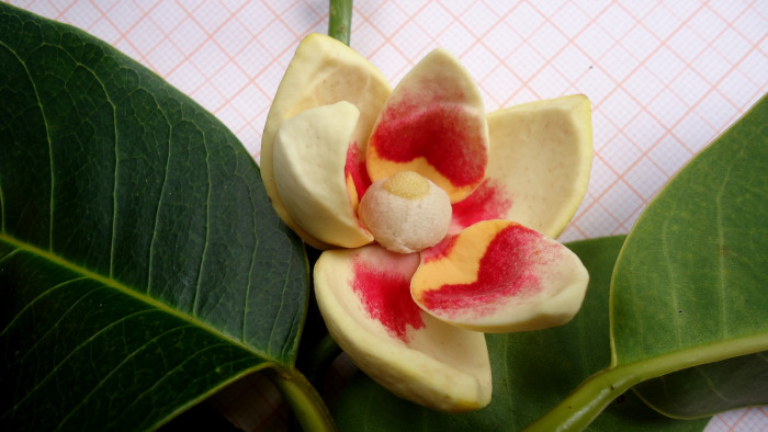 악어사과 - Pond apple, Alligator apple, Swamp apple, Corkwood, Bobwood, Annona glabra L.