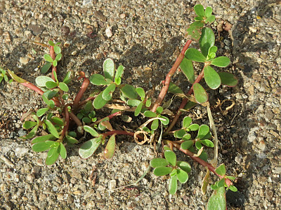 쇠비름 사진 - Portulaca oleracea L. Photos