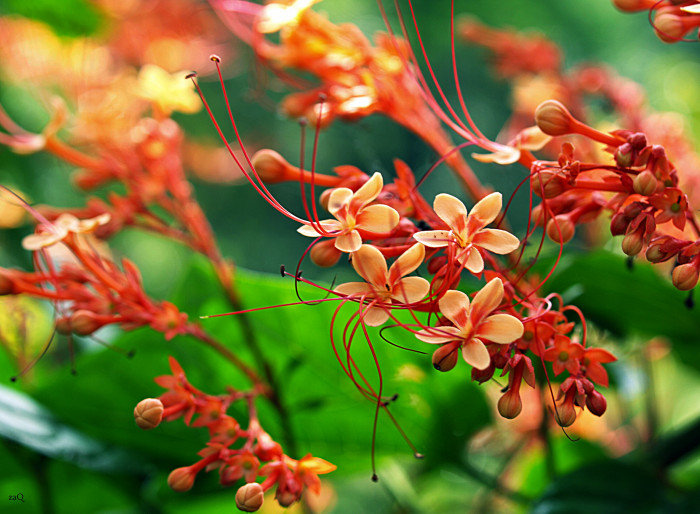 용선화 - Pagoda Flower, Pyramid flower, Temple flower, Clerodendrum paniculatum