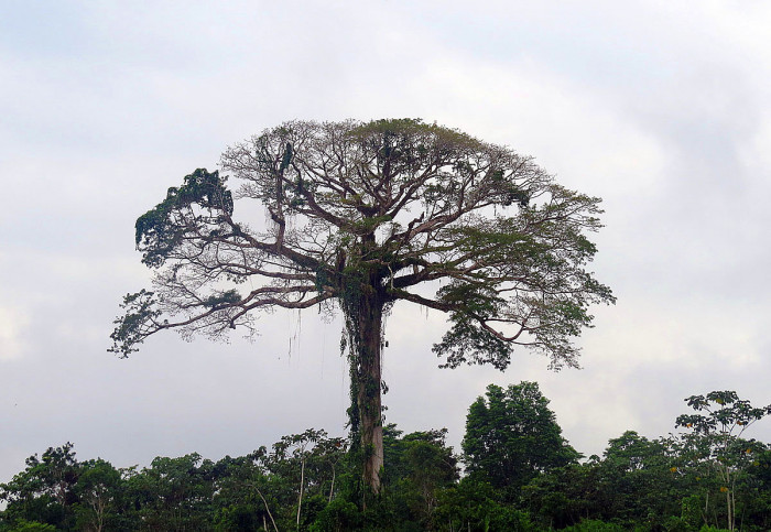 세이보나무 - Kapok, Ceiba. Java cotton, Java kapok, silk-cotton, Ceiba pentandra ( L. ) Gaertn.