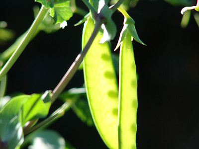 완두 사진 - Pisum sativum L. Photos