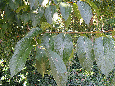 두충 사진 - Eucommia ulmoides Oliv. Photos