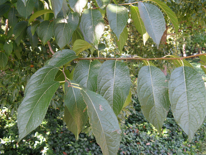 두충 - Eucommia ulmoides Oliv.