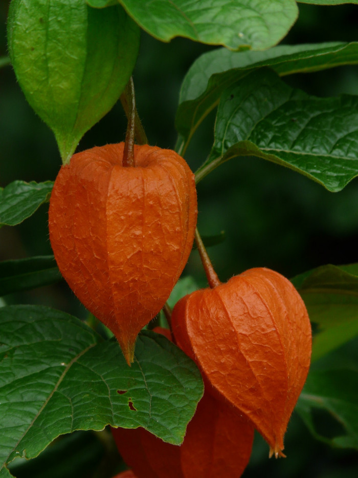 꽈리 - Lampionblume, Physalis alkekengi var. francheti (Mast.) Hort