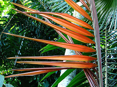 노을잎 야자 사진 - Calyptrocalyx albertisianus Photos