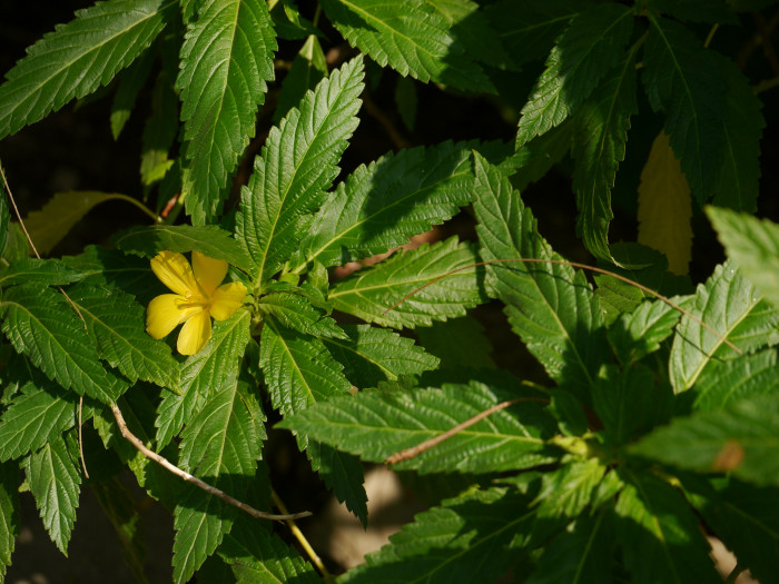 티네라 - ramgoat dashalong, yellow alder, Turnera ulmifolia L.